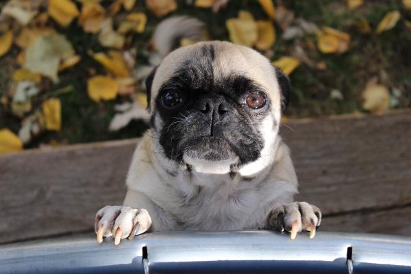 /Images/uploads/Humane Society of Utah/HSUCalendar/entries/1079thumb.jpg